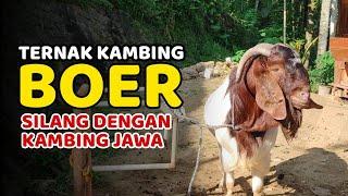 TERNAK KAMBING BOER Ala Mas Yuli - Modal Pejantan Boer F3 Hasilkan Kambing Pedaging Cross Boer