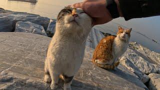 When You Step Onto This Island Cats Greet You with Meows and Affection