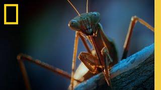 Night Time in the City From a Bugs POV  A Real Bugs Life  National Geographic