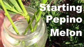 How to Propagate Pepino Melons 3 Ways. Cuttings Layering and Self Layered.