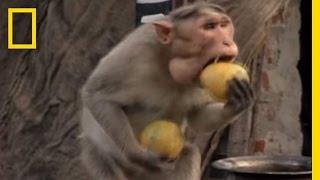 Monkey Thieves Raid Peoples Homes  National Geographic