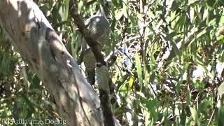 Barred Cuckooshrike Coracina lineata  Cairns Botanical Gardens Queensland AUSTRALIA