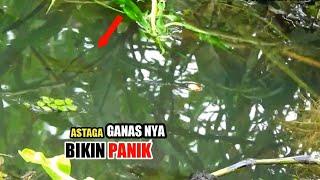 Strek bertubi tubi bikin ngiler pemancing II Ganasnya ikan bikin panik #mancingliar