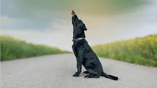 Labrador Dog Labrador Retriever Temperament Characteristics Health an Lifespan
