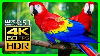 Mesmerizing Macaw Parrots in 4K HDR Relax with Stunning Visuals & Surround Sound