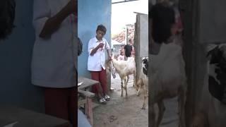 KURBAN KAMBING DAN SAPI #shorts