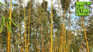 Phyllostachys Vivax Chinese timber bamboo  One of the hardiest timber bamboo  Can grow to 70 ft