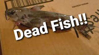 Another Nitrate Spike Dead Fish