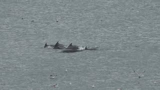 Dolphins off Cullernose Point Northumberland