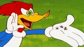 Woody Woodpecker Show  Party Animal  Full Episode  Kids Cartoon  Videos For Kids