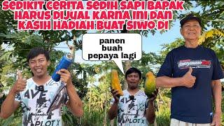 SEDIKIT CERITA SEDIH SAPI BAPAK HARUS DIJUAL KARNA INIKASIH HADIAH BUAT SIWO DI‼️