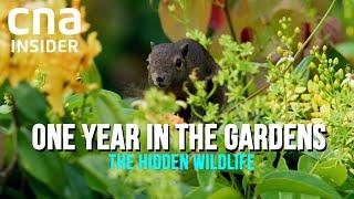 Secret Lives Of Wildlife in Singapores Botanic Gardens  One Year In The Gardens Part 12