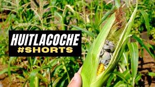 WHAT IS HUITLACOCHE?  #SHORTS