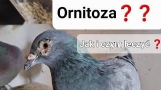 ORNITOZA u gołębi‼️Czym i jak leczyć️     #pigeons #loft  #pigeonsports #shorts #fancypigeon