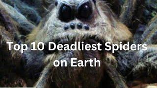 Top 10 Deadliest Spiders on Earth  Dangerous Lethal Arachnids