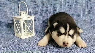 Предлагаем голубоглазого черно-белого мальчика щенка хаски родился 16 января 2023