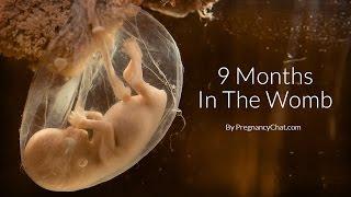 9 Months In The Womb A Remarkable Look At Fetal Development Through Ultrasound By PregnancyChat.com