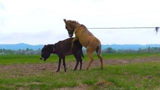 Donkey Meeting Murah is a great opportunity 