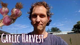 Garlic Harvest How to Harvest Your Own Garlic from Your Garden