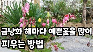 이렇게 하면 해마다 예쁜 꽃을 많이 피웁니다 #금낭화키우기 #정원가꾸기 #봄꽃