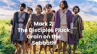 Teaching With The Chosen Jesuss Disciples Pluck Grain on the Sabbath Mark 223-28