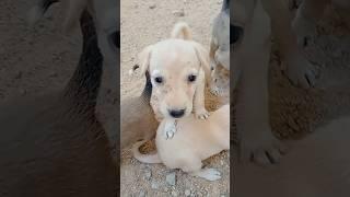 Dog #shortvideo #ytshorts #puppies #streetdog #viralvideo