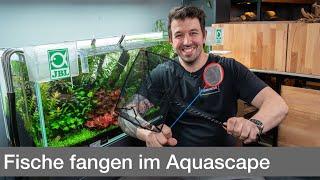 Fische fangen aus einem voll eingerichteten Aquarium  Liquid Nature