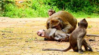Terrifying  Vienny Bite & Fight Julina Cruelty Until Around Convulsive Seriously Attack Monkey