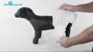 UPDATED -  How to Put on a Dog Diaper and Choose the Right Size?