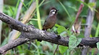 白頰噪鶥  White-checked Laughing Thrush