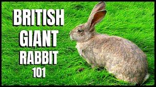 British Giant Rabbit 101