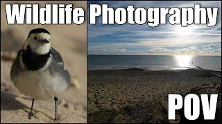 Chilled POV Wildlife Photography at the Beach