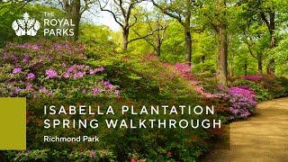 Isabella Plantation in Richmond Park spring walkthrough  The Royal Parks