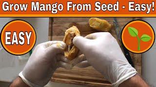How To Grow A Mango Tree From Seed - Days 0-17