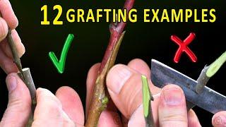 Choosing the RIGHT grafting technique  FRUIT TREE SPRING GRAFTING