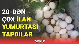 Qubalılar çox sayda ilan yumurtaları tapdı