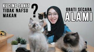 CARA MENGOBATI KUCING YANG SAKIT DAN TIDAK MAU MAKAN