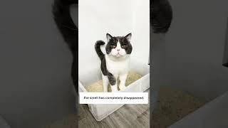 How To Prevent Bad Smelling Litter Box  