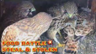 #144Kestrel Nest Pustułka w starostwie - transmisja na żywo／Obrączkowanie pustułek