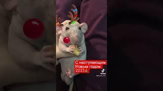 С наступающим Новым годом 2023 