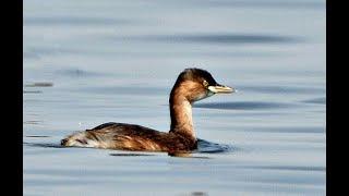 Little grebe 1h Bird sound.