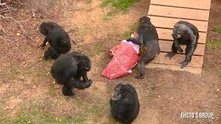 The chimps open their holiday presents