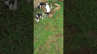 4 BABY KEY VS ANJING KAMPUNG