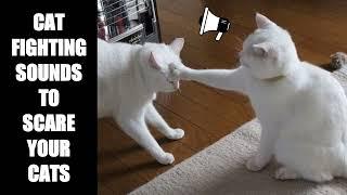 Cat Fighting Sounds to Scare Cats #18