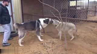 When dogs meet wolves see what happens next.