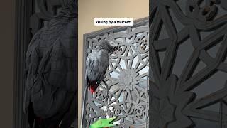Malcolm why you kissing my Giz?  #talkingparrot #funnyparrot #africangray #birds