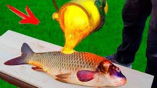 EXPERIMENT LAVA vs FISH