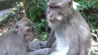 Two dreamy monkey with personal hygiene and the reaction to it.