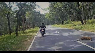 Leopard Almost got hit by my bike  Bandipur Tiger Reserve  Lucky To Be ALIVE #leopard #animallover