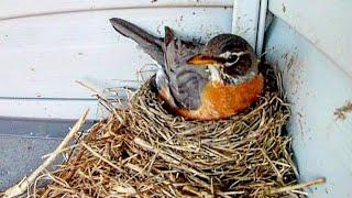 Robin Building a Nest  100 Minutes